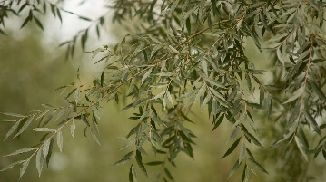 Temple Court Farm | Bosbury - Cricket Bat Willows