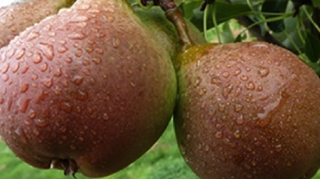 Temple Court Farm | Bobury - Perry Pears