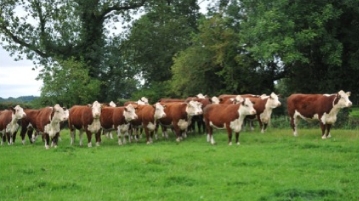 Temple Court Farm | Bosbury - Fodder