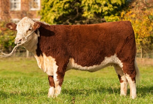 Bosa Herefords Temple Court