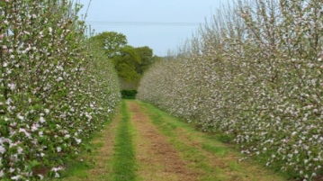 Temple Court Farm | Bosbury - Cider Apples